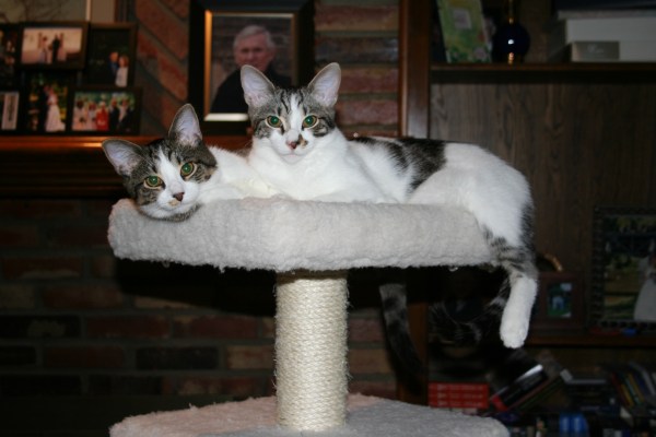We may be getting bigger but of course we can both still fit on the top bunk!