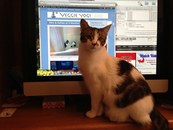 Alex helping Mom on the computer. He loves to chase the mouse!