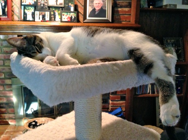 Ashley in her favorite spot. Being a kitten is hard work!